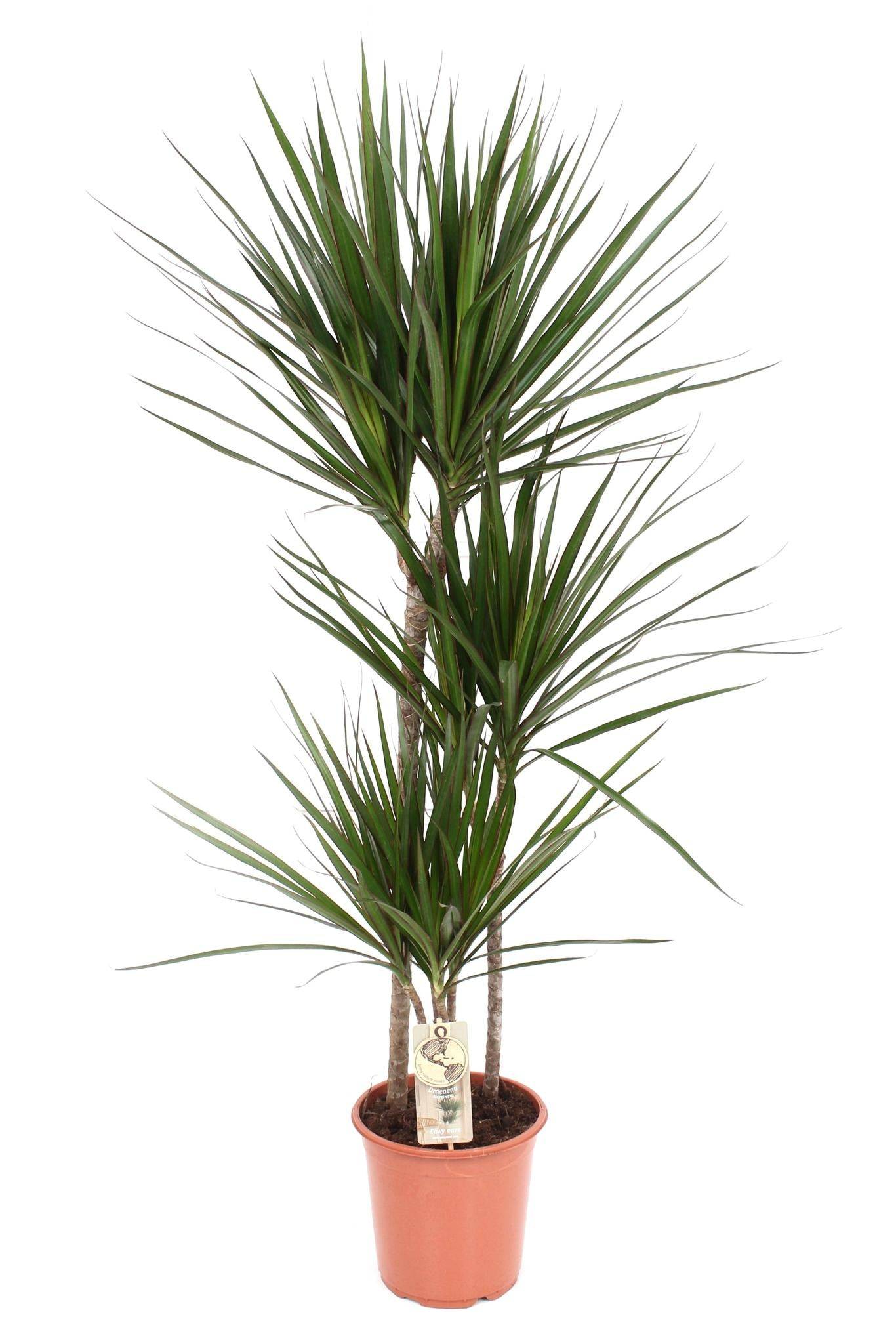 Dracaena Marginata - D21 H120cm
