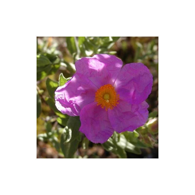 Ciste cotonneux, Cistus à fleurs Rose/ - feuillage Persistant - Godet - 5/20 cm - Image 4