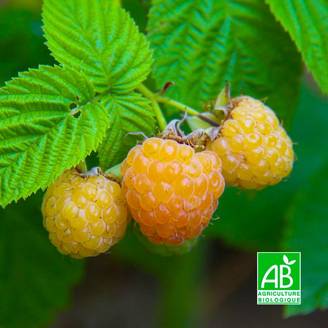 Framboisier 'Sucrée de Metz' BIO (Rubus idaeus 'Sucrée de Metz') - Godet 9cm - Pépinières Naudet