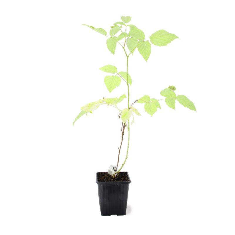 Framboisier 'Sucrée de Metz' BIO (Rubus idaeus 'Sucrée de Metz') - Godet 9cm - Pépinières Naudet - Image 2