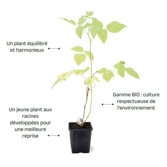 Framboisier 'Sucrée de Metz' BIO (Rubus idaeus 'Sucrée de Metz') - Godet 9cm - Pépinières Naudet - Image 3