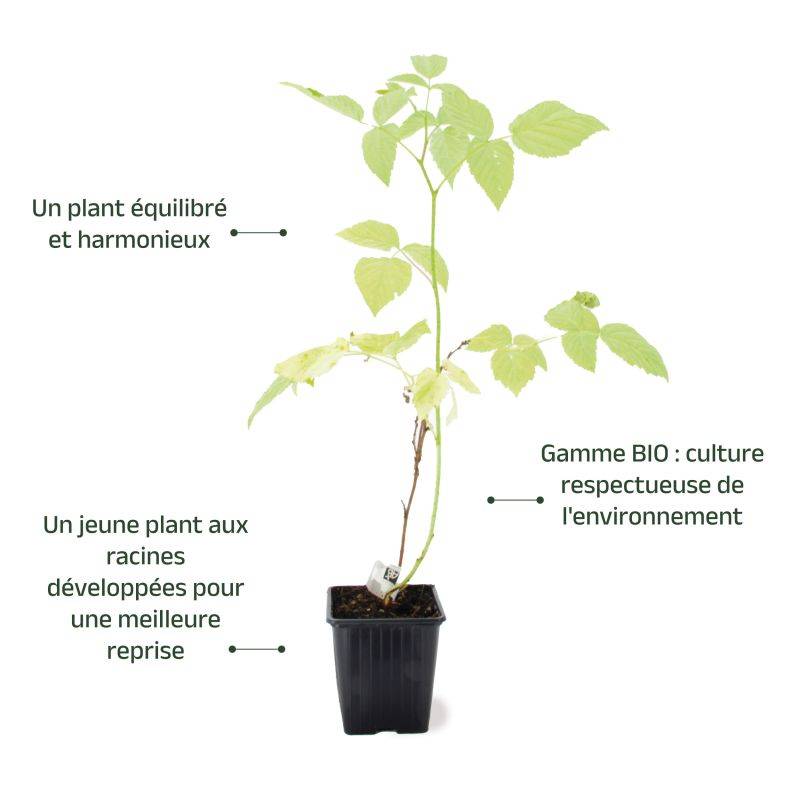 Framboisier 'Sucrée de Metz' BIO (Rubus idaeus 'Sucrée de Metz') - Godet 9cm - Pépinières Naudet - Image 3