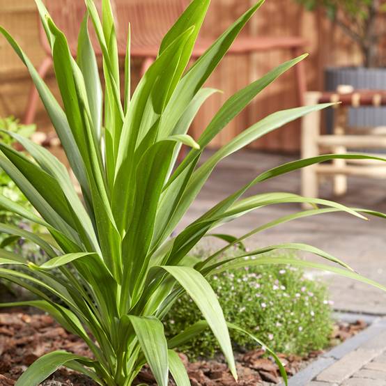 Cordyline australis Emerald Star Artic Jungle Pot de 2L/3L