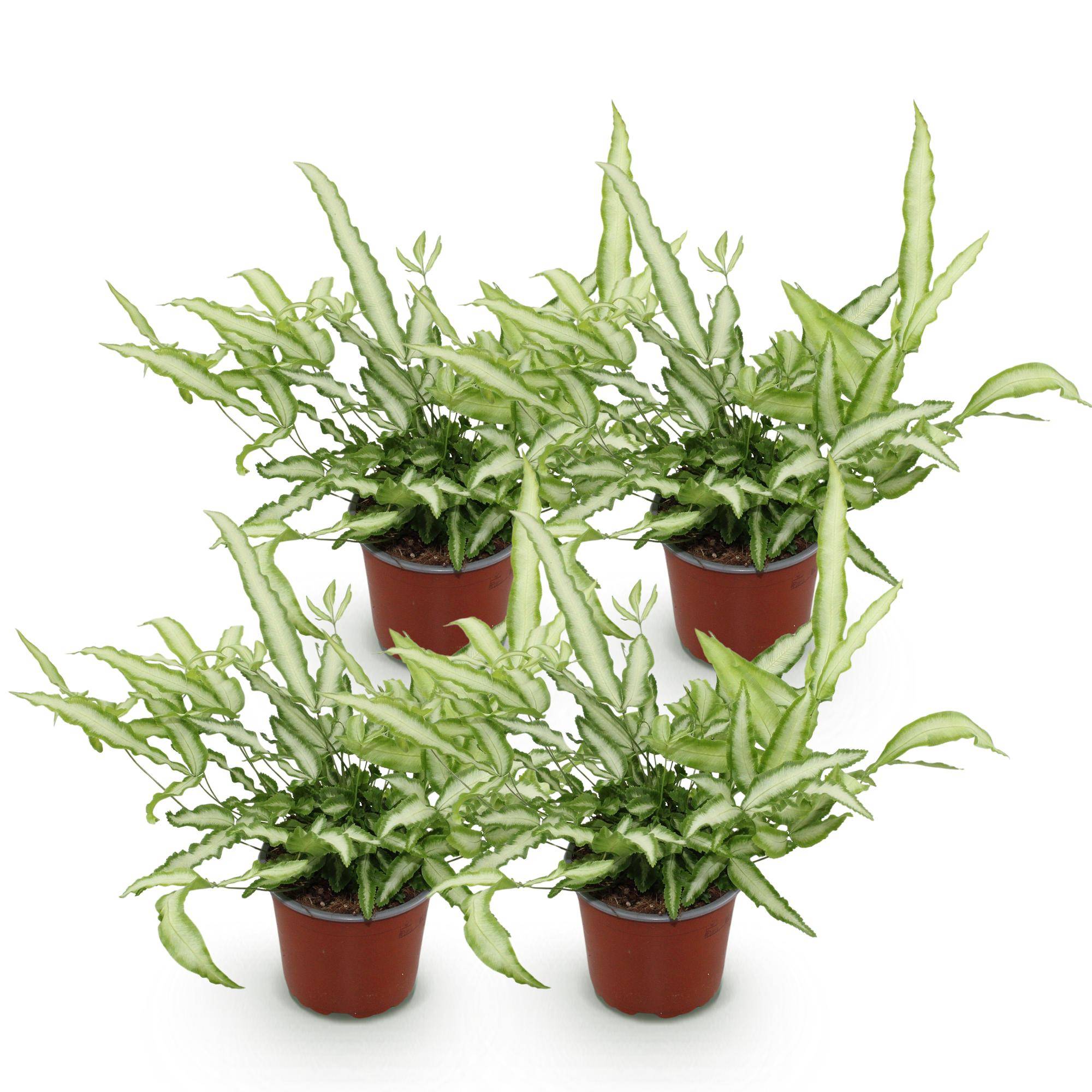 Pteris cretica Albolineata - Pet-friendly - Plante fougère - Pot de 12cm - Hauteur 20-30cm - 4 plantes - Sans cache-pot - Plantes d'intérieur - Image 2