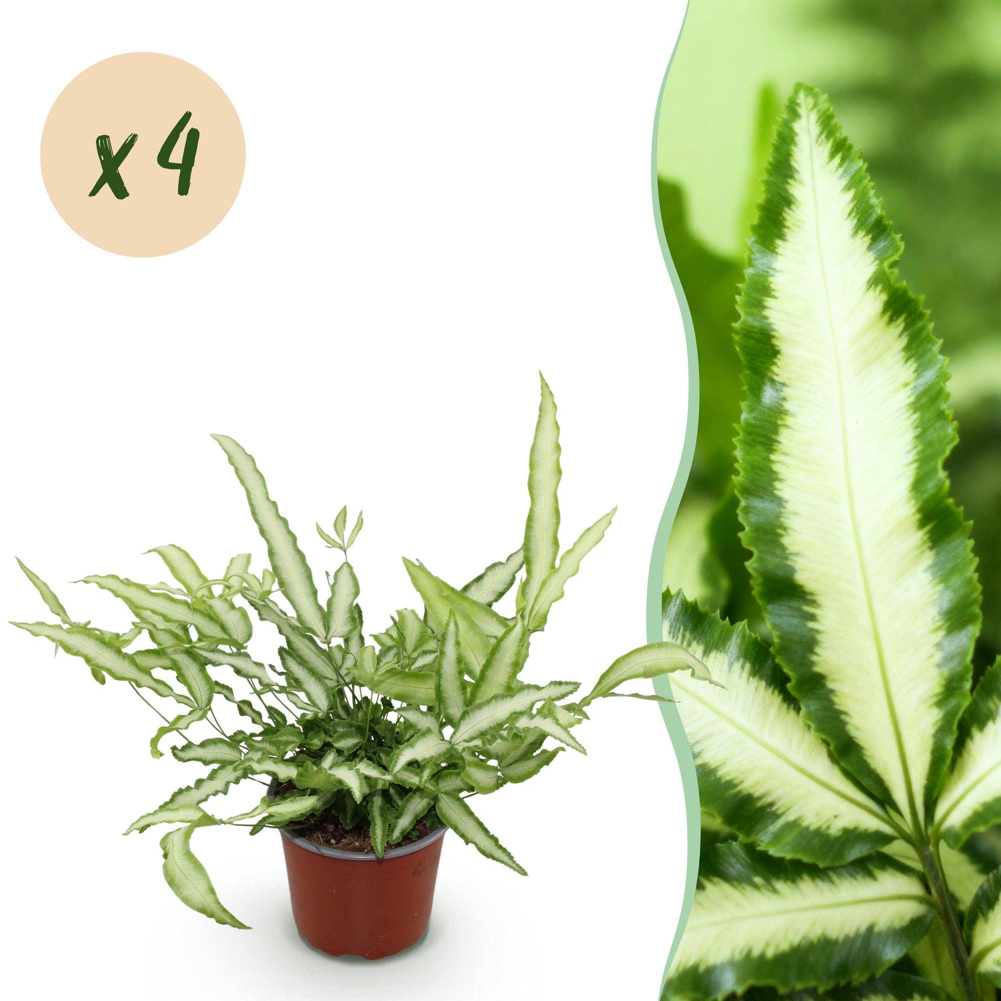 Pteris cretica Albolineata - Pet-friendly - Plante fougère - Pot de 12cm - Hauteur 20-30cm - 4 plantes - Sans cache-pot - Plantes d'intérieur
