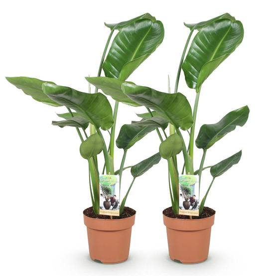 Strelitzia Nicolai - D17 H90cm - Image 2