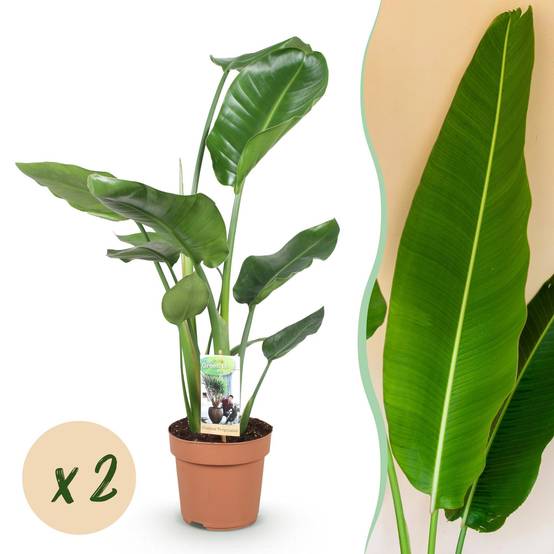 Strelitzia Nicolai - D17 H90cm - Image 1