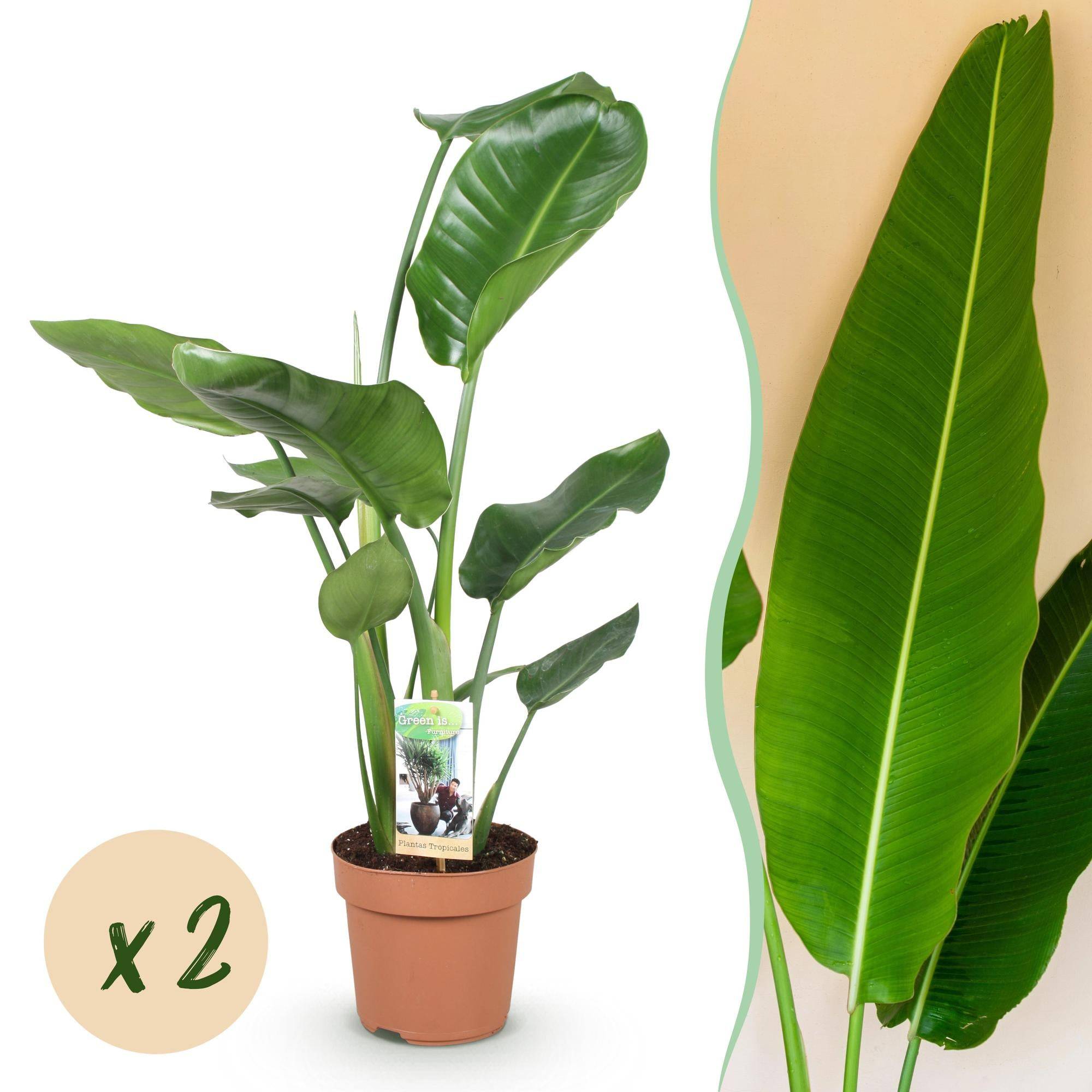 Strelitzia Nicolai - D17 H90cm - Image 1