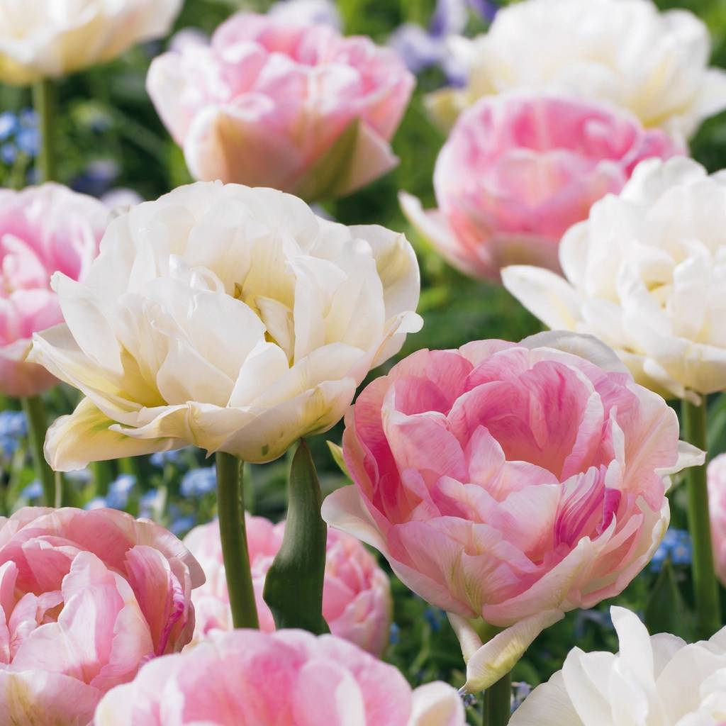 La Green Touch - Tulipe double Double Sensation en mélange - 24 bulbes