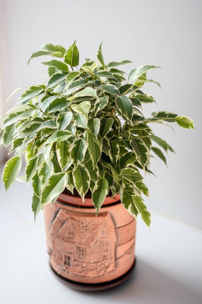 Ficus Benjamina Kinky - Figuier pleureur - Plante d’intérieur - Dépolluante - H. 20-30 cm - P. 12 cm - Image 3