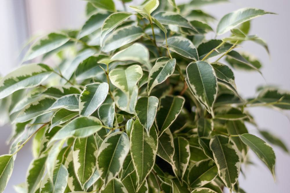 Ficus Benjamina Kinky - Figuier pleureur - Plante d’intérieur - Dépolluante - H. 20-30 cm - P. 12 cm - Image 2