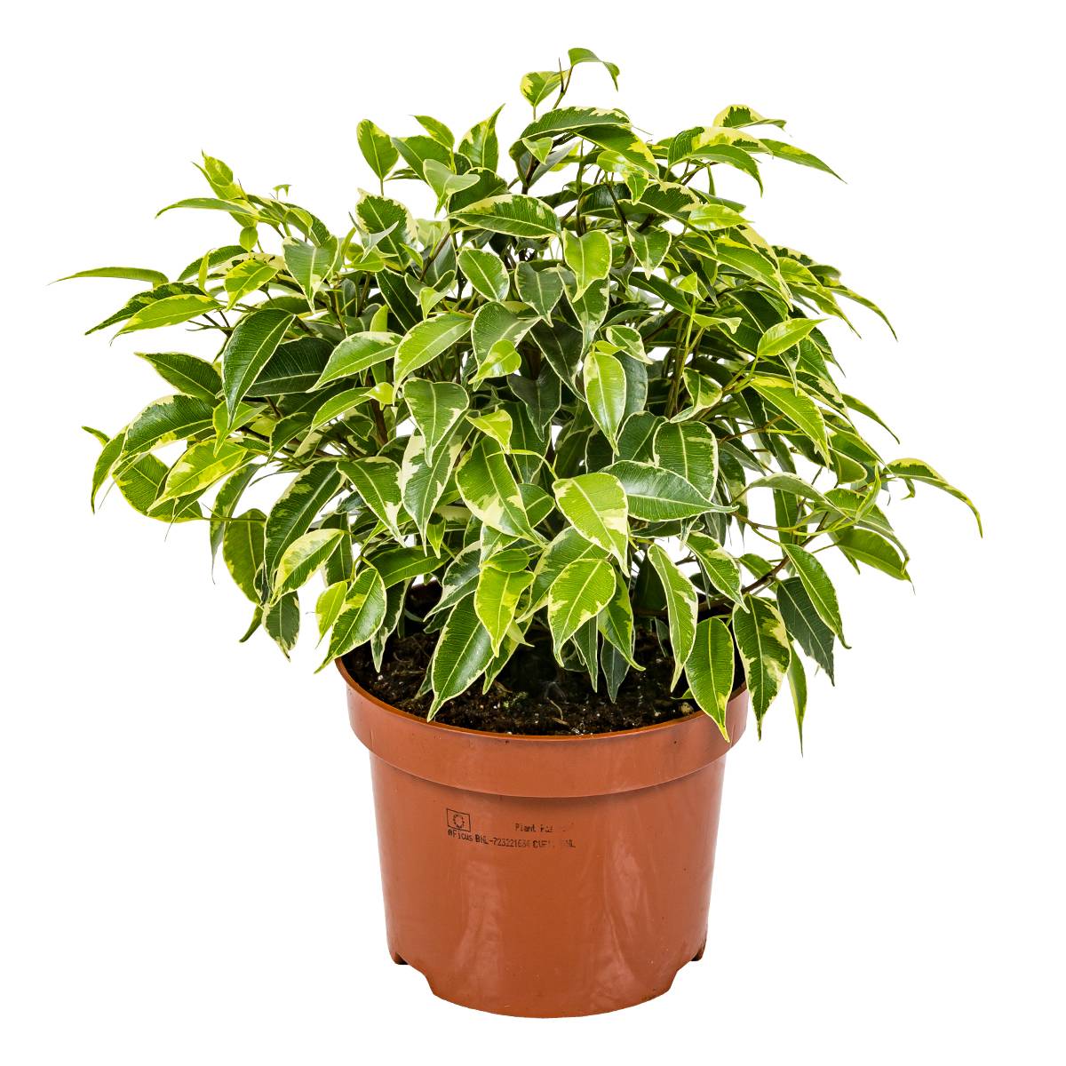 Ficus Benjamina Kinky - Figuier pleureur - Plante d’intérieur - Dépolluante - H. 20-30 cm - P. 12 cm - Image 1