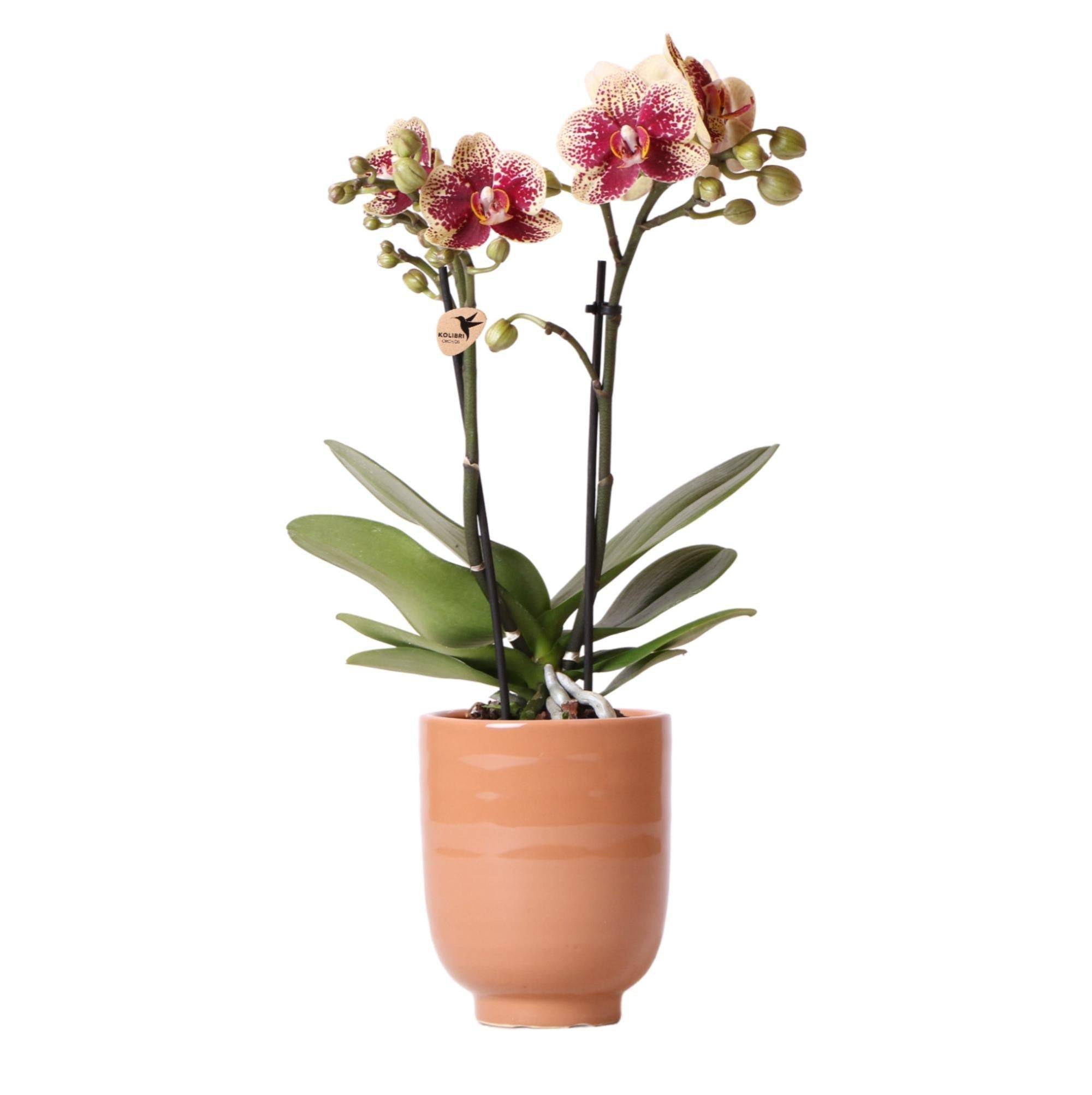La Green Touch - Orchidée Bordeaux et son pot- La Green Touch Cognac - Hauteur 35cm - Image 1
