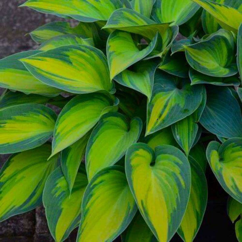 3 Hostas 'Catherine' - Lot de 3 vivaces - Pépinières Naudet - Image 1