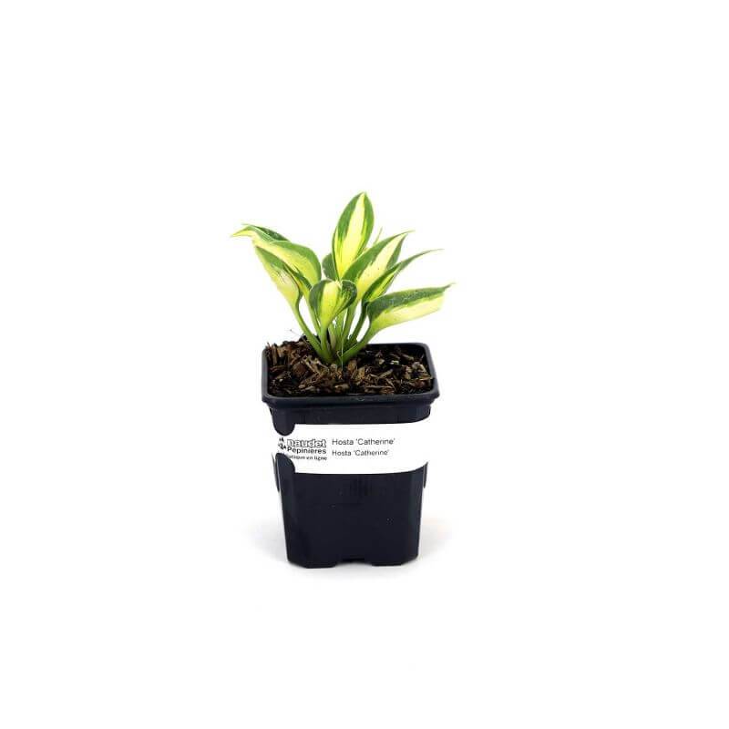 3 Hostas 'Catherine' - Lot de 3 vivaces - Pépinières Naudet - Image 2