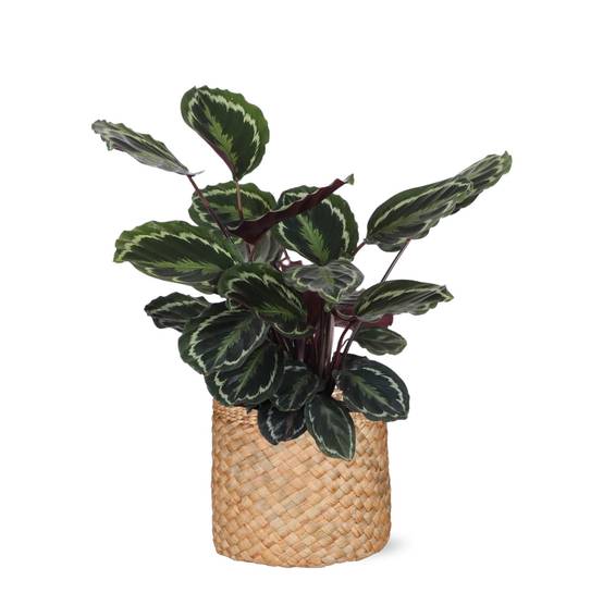 Calathea Medallion et son pot- La Green Touch Panier naturel - Hauteur 70cm