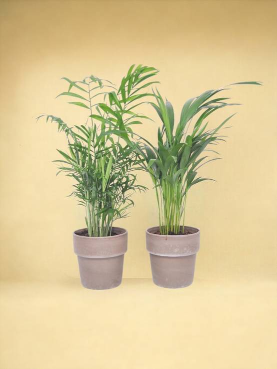 La Green Touch - Box - 2 Palmiers mix et leur pot 40cm - Plante d'intérieur- La Green Touch - Image 2