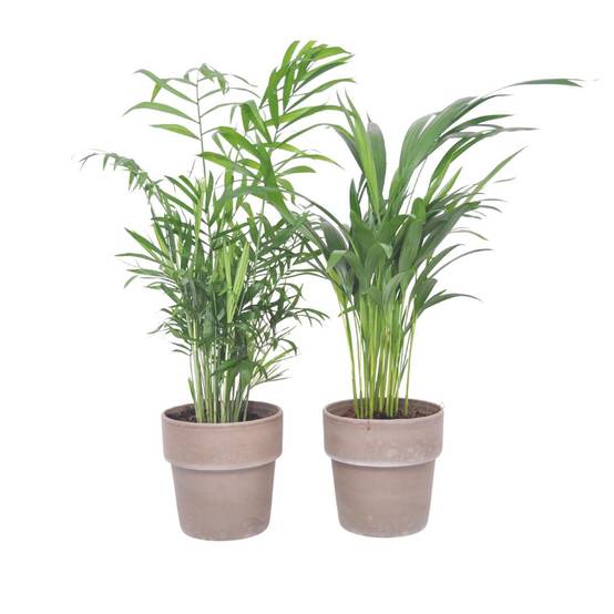 La Green Touch - Box - 2 Palmiers mix et leur pot 40cm - Plante d'intérieur- La Green Touch - Image 1