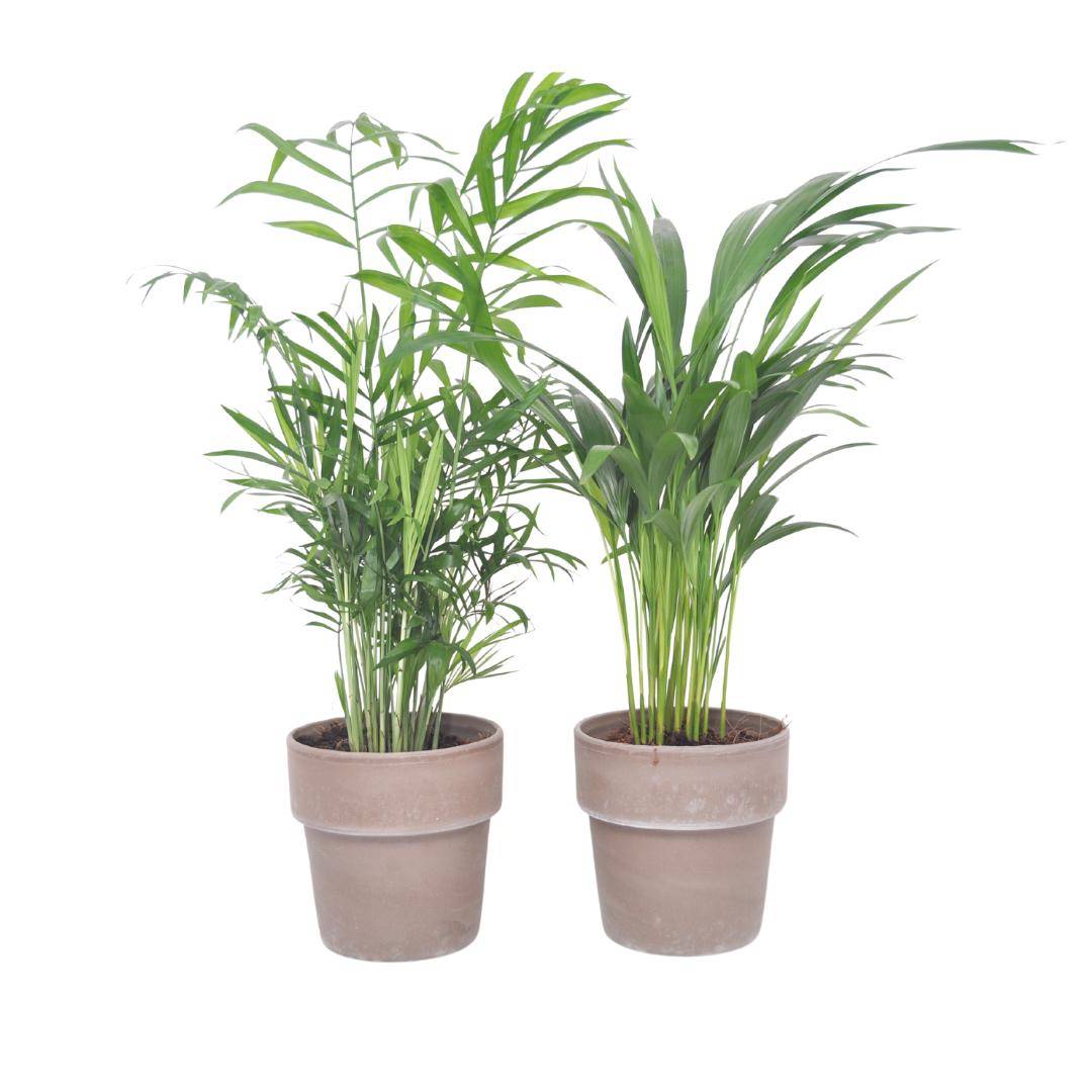 La Green Touch - Box - 2 Palmiers mix et leur pot 40cm - Plante d'intérieur- La Green Touch - Image 1
