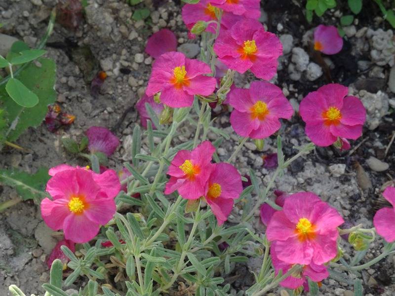 Promesse de Fleurs - Helianthemum Ben Hope - Hélianthème rose carminé. Godet de 8/9 cm
