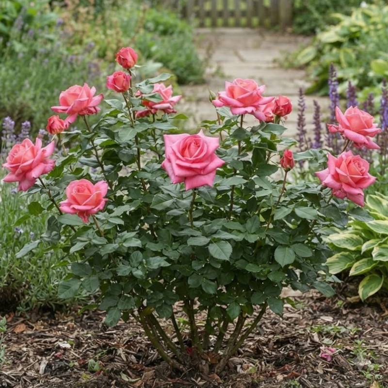 Rosier à grandes fleurs Parfum Royal® 'Adaborop' à fleurs Rose/ - feuillage Caduc - Pot de 3L - 20/40 cm - Image 2