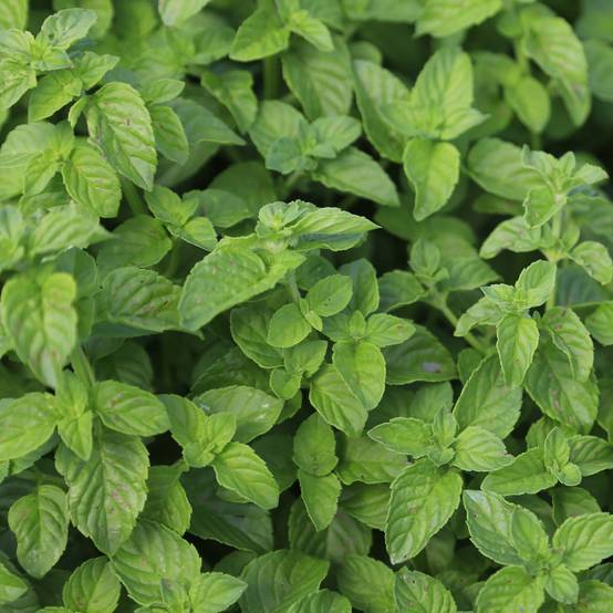 Promesse de Fleurs - Menthe verte - Mentha spicata en plant BIO Pot de 2L/3L