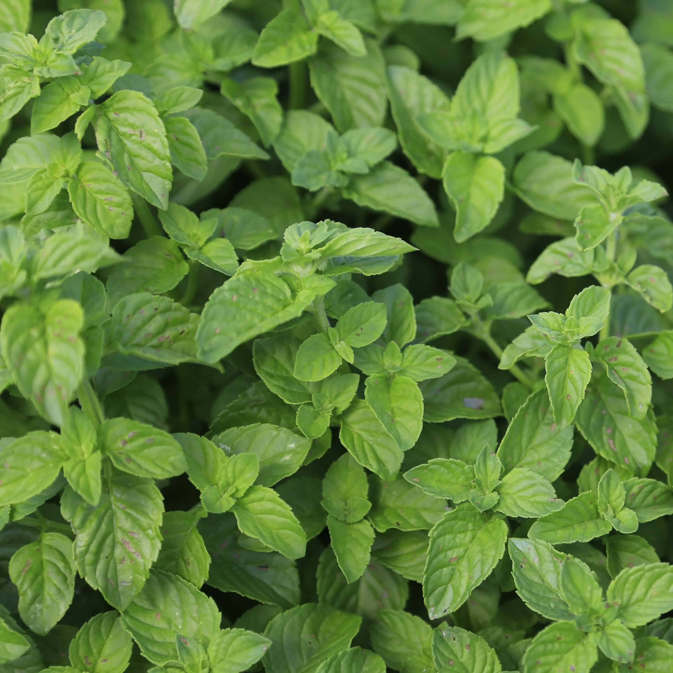 Promesse de Fleurs - Menthe verte - Mentha spicata en plant BIO Pot de 2L/3L