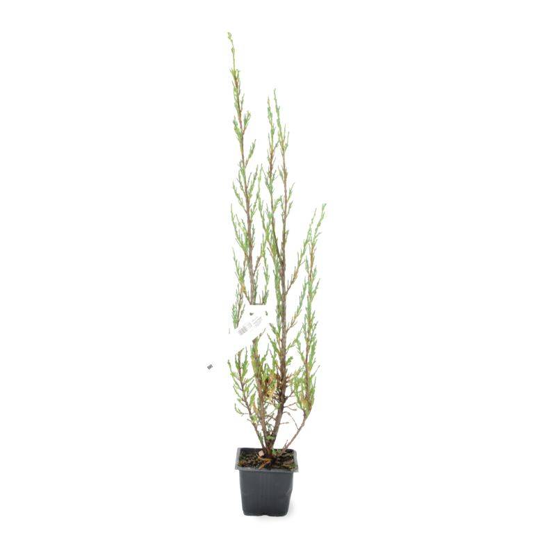 Genévrier de Virginie 'Blue Arrow' (Juniperus scopulorum 'Blue Arrow') - Godet 9cm - Pépinières Naudet - Image 2