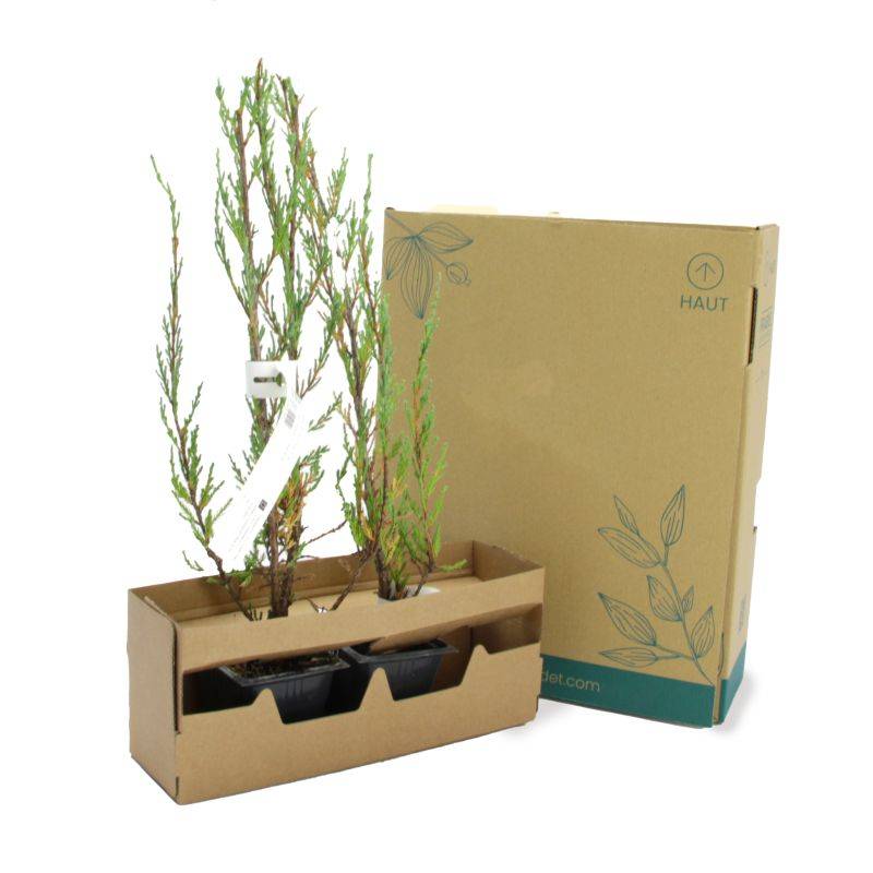 Genévrier de Virginie 'Blue Arrow' (Juniperus scopulorum 'Blue Arrow') - Godet 9cm - Pépinières Naudet - Image 4