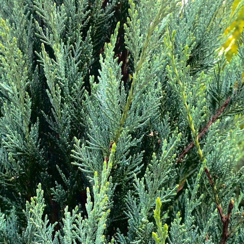 Genévrier de Virginie 'Blue Arrow' (Juniperus scopulorum 'Blue Arrow') - Godet 9cm - Pépinières Naudet - Image 1