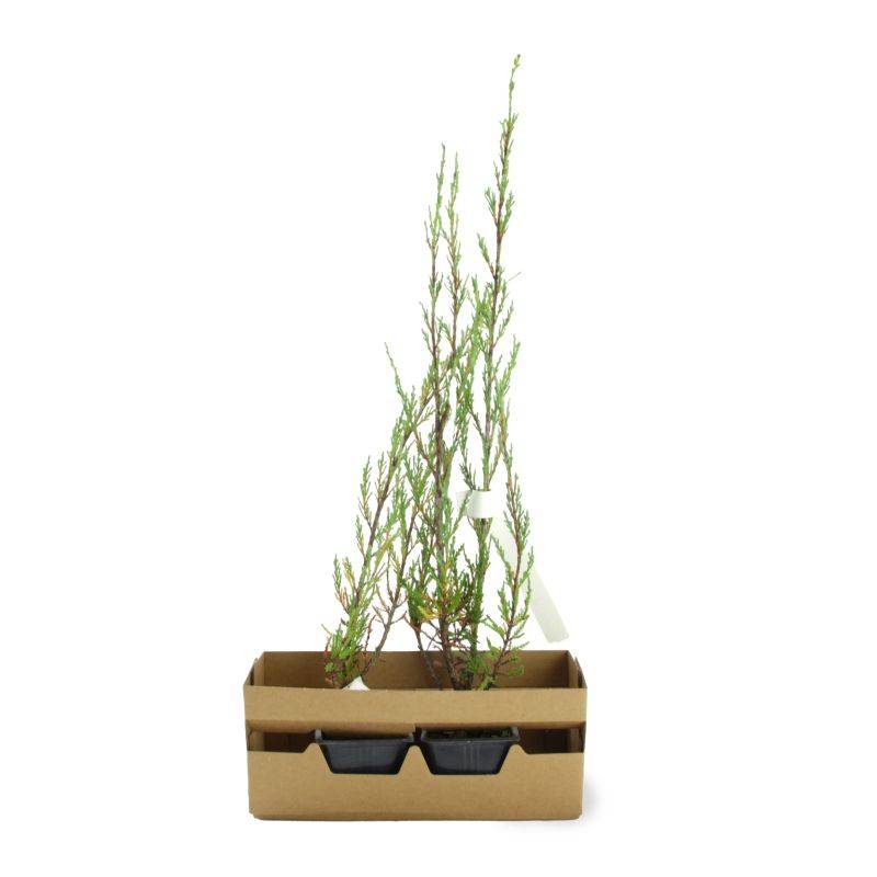 Genévrier de Virginie 'Blue Arrow' (Juniperus scopulorum 'Blue Arrow') - Godet 9cm - Pépinières Naudet - Image 3
