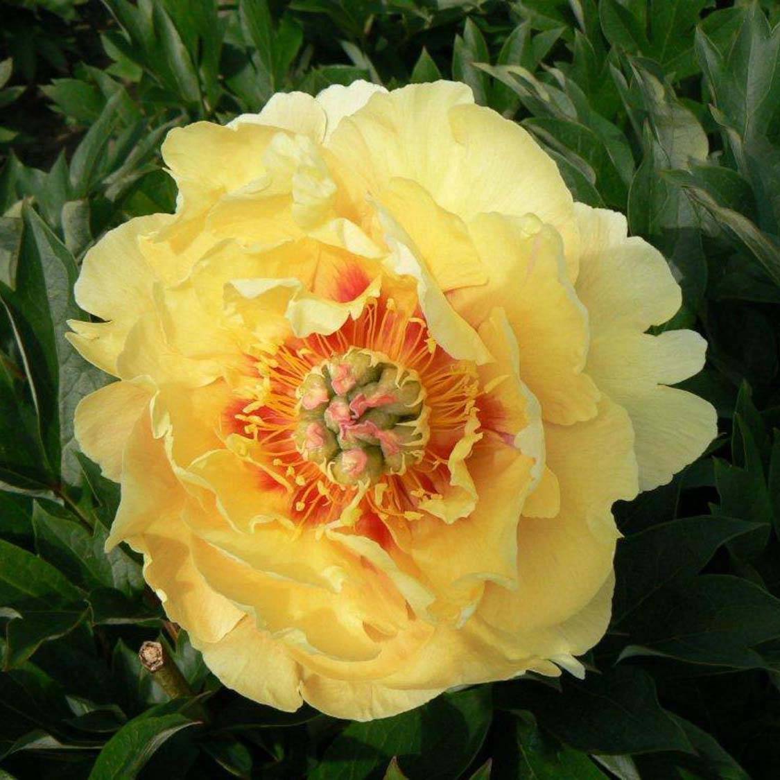 Promesse de Fleurs - Pivoine Itoh Garden Treasure Pot de 4L/5L