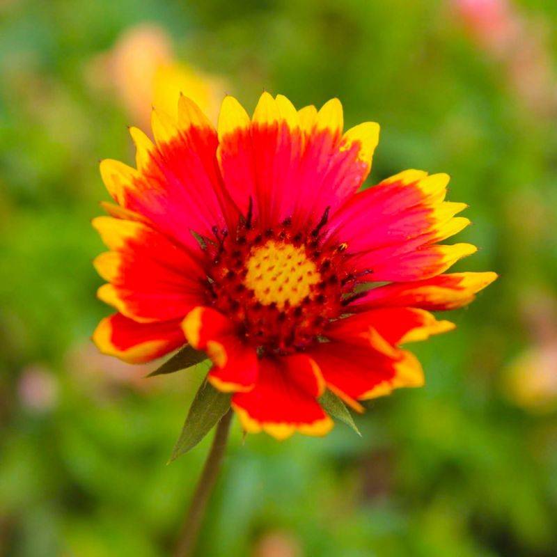 3 Gaillardes 'Dazzler' (Gaillardia 'Dazzler') - Lot de 3 vivaces - Pépinières Naudet - Image 1