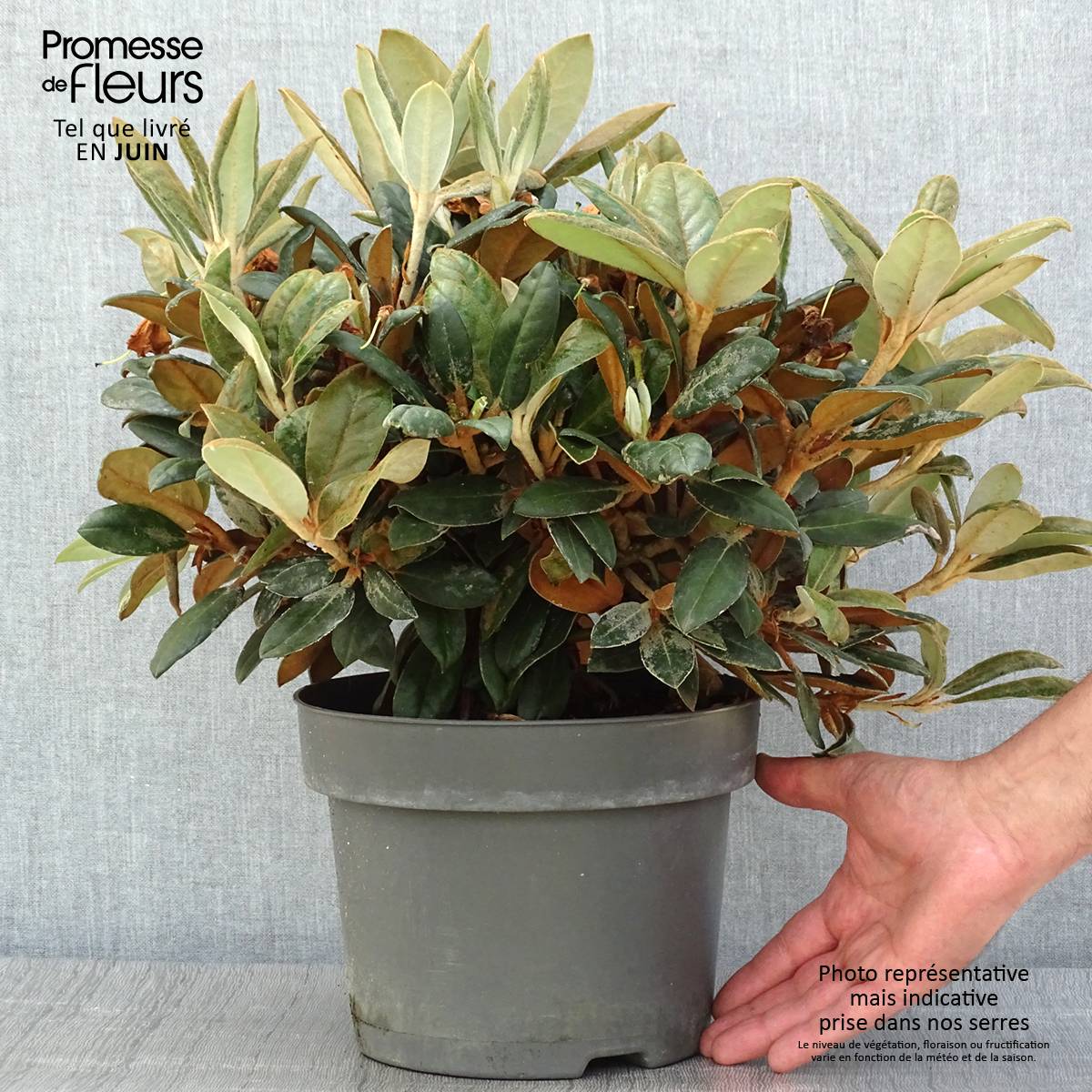 Rhododendron Inkarho Bellini Pot de 4L/5L - Gamm vert