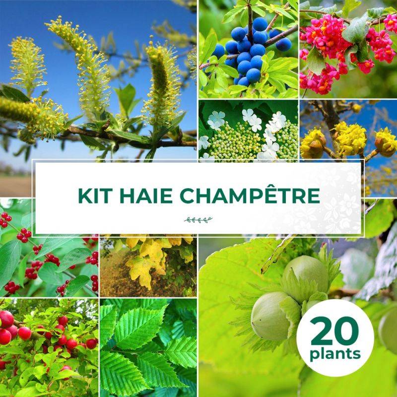 Haie Champêtre - 20 arbustes -  - Pépinières Naudet - Image 1
