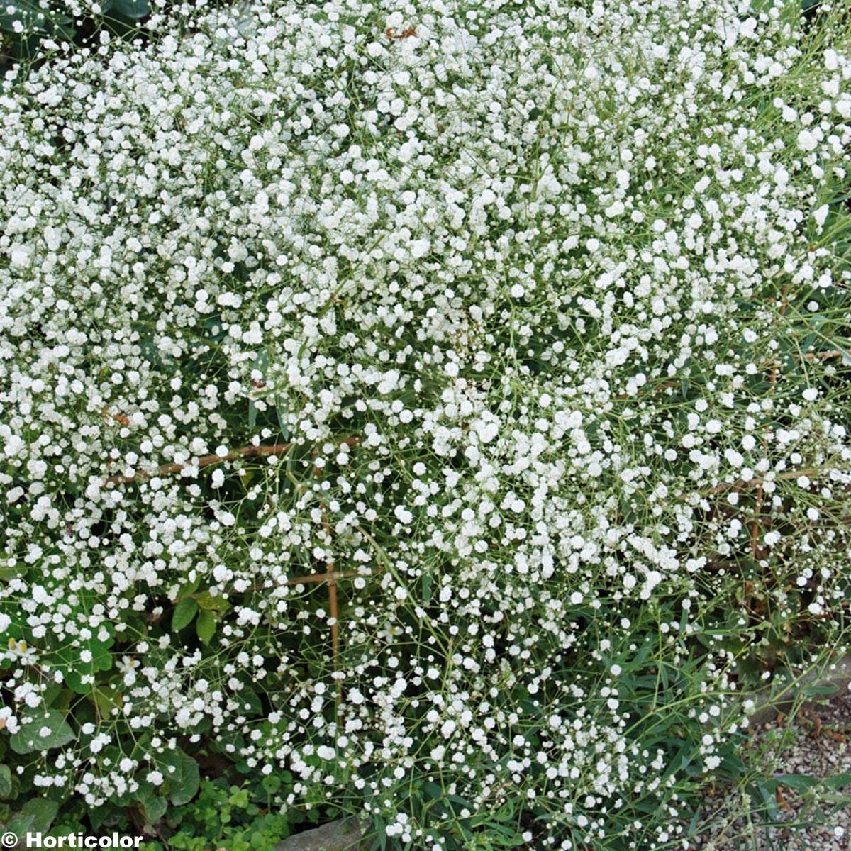 Gypsophila paniculata Bristol Fairy - Gypsophile paniculé Godet de 8/9 cm