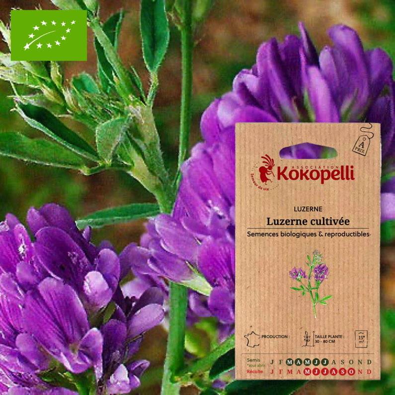 Association Kokopelli - Luzerne Cultivée- Graines bio à semer - Image 1