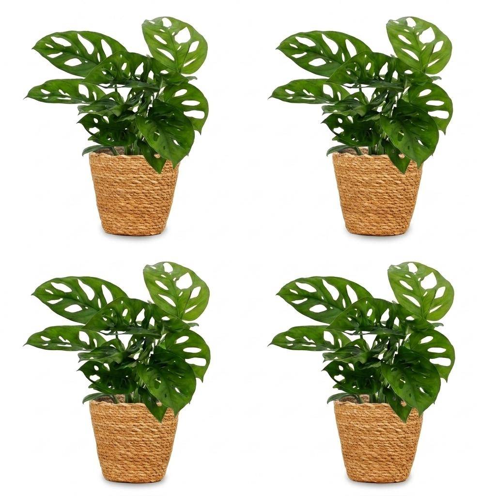Monstera adansonii - avec panier - lot de 4 - Ø12cm - ↕25cm - Plantes d’intérieur - Image 2