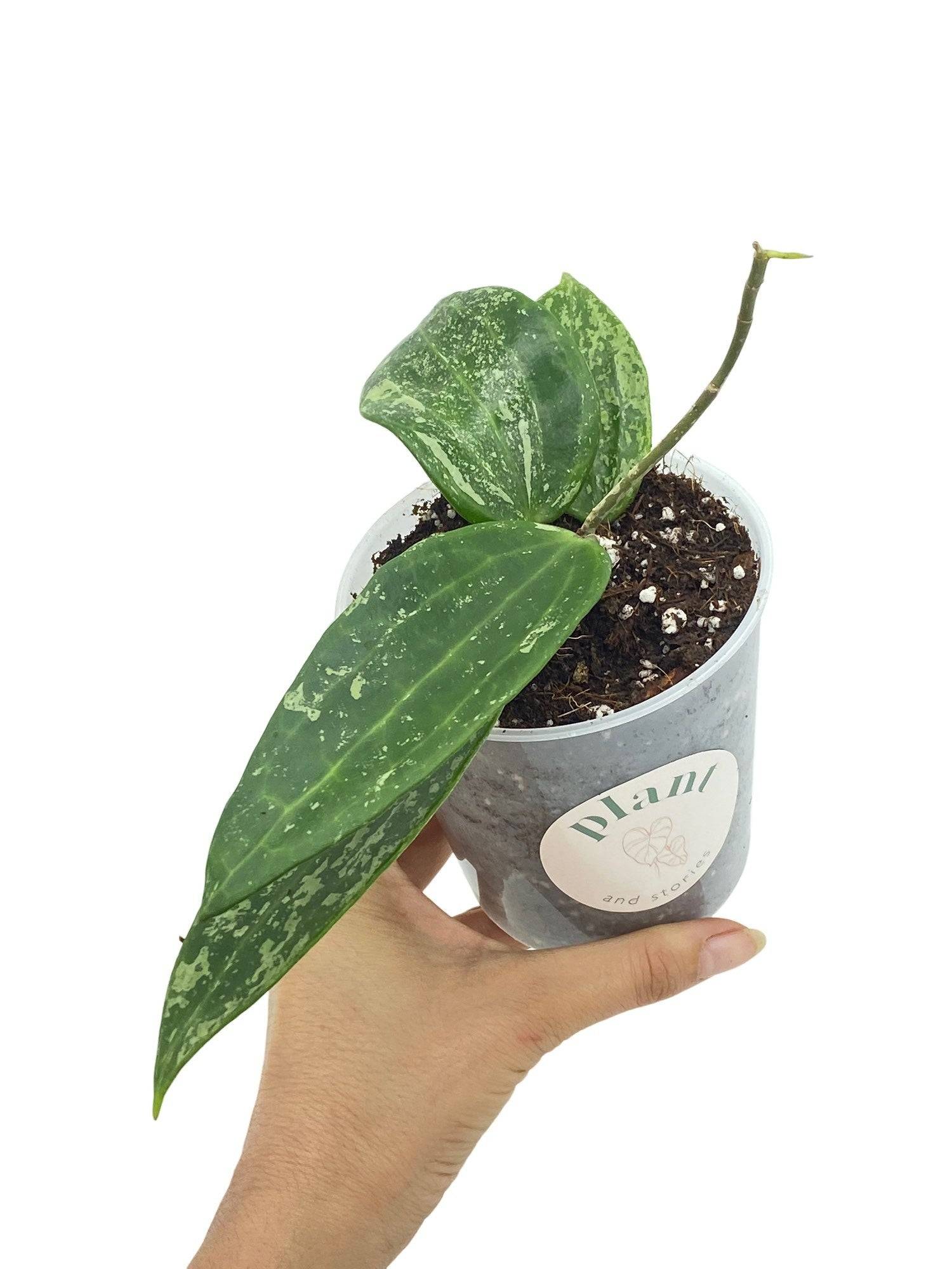 Hoya Rangsan - Pot de 9cm - Plantes d'intérieur - Image 1