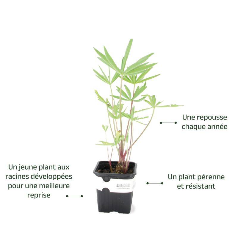 3 Lupins 'The Governor' (Lupinus 'The Governor') - Lot de 3 vivaces - Pépinières Naudet - Image 3