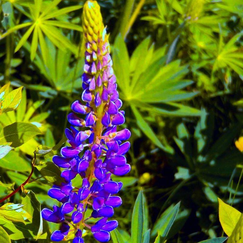 3 Lupins 'The Governor' (Lupinus 'The Governor') - Lot de 3 vivaces - Pépinières Naudet - Image 1