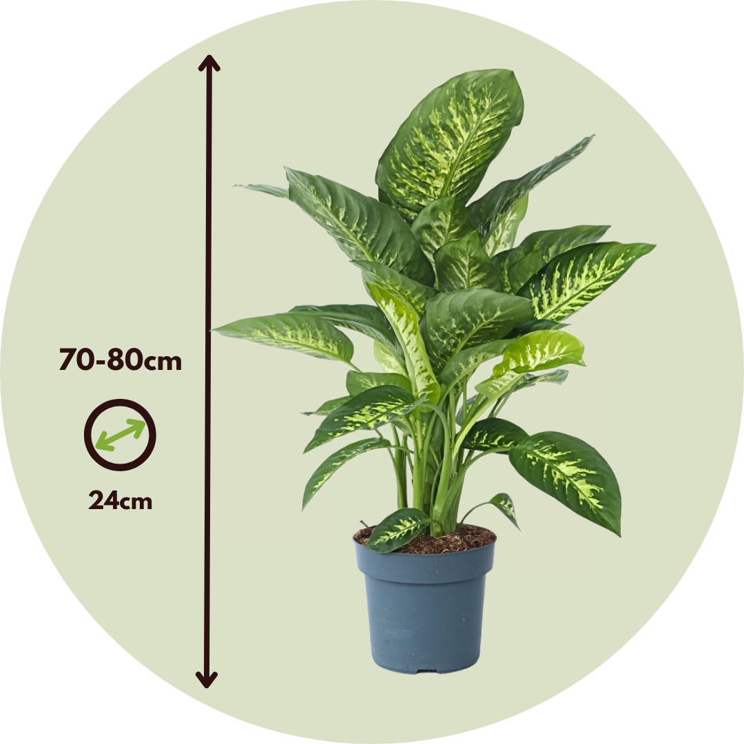 green wonder plant Philodendron Green Wonder