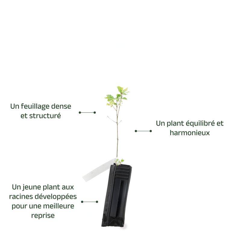 Chêne pédondulé (Quercus robur) - Godet - Taille 20/40cm - Pépinières Naudet - Image 4