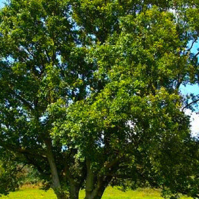 Chêne pédondulé (Quercus robur) - Godet - Taille 20/40cm - Pépinières Naudet