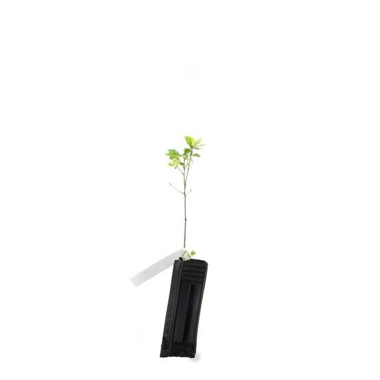 Chêne pédondulé (Quercus robur) - Godet - Taille 20/40cm - Pépinières Naudet - Image 3