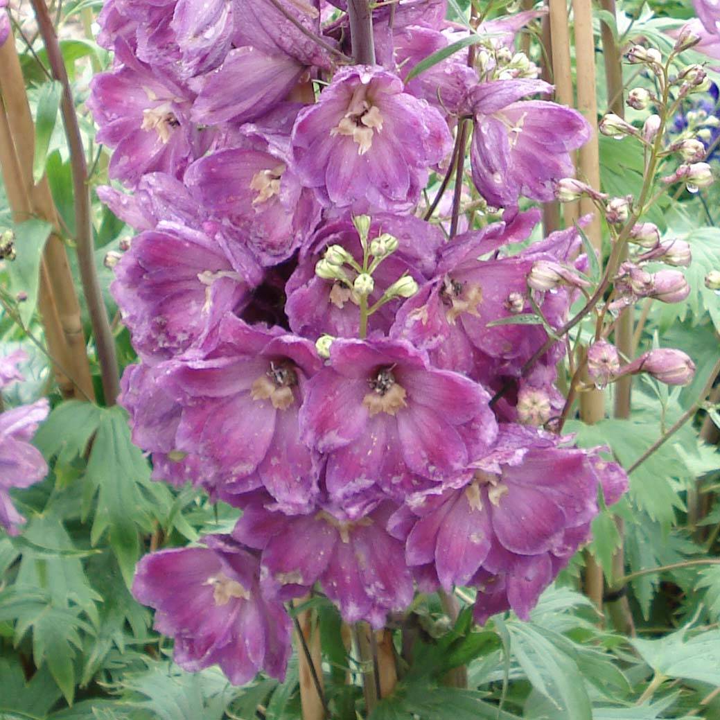 Delphinium Pacific Astolat - Pied d'Alouette vivace Pot de 2L/3L