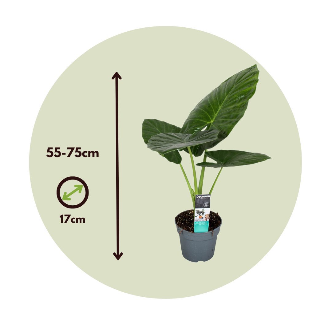 Plant In A Box - Plante éléphant - Set de 2 - Alocasia 'Odora' - Hauteur 55-75cm - ⌀17cm - Image 4
