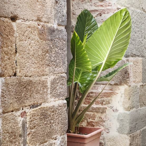 Plant In A Box - Plante éléphant - Set de 2 - Alocasia 'Odora' - Hauteur 55-75cm - ⌀17cm - Image 2