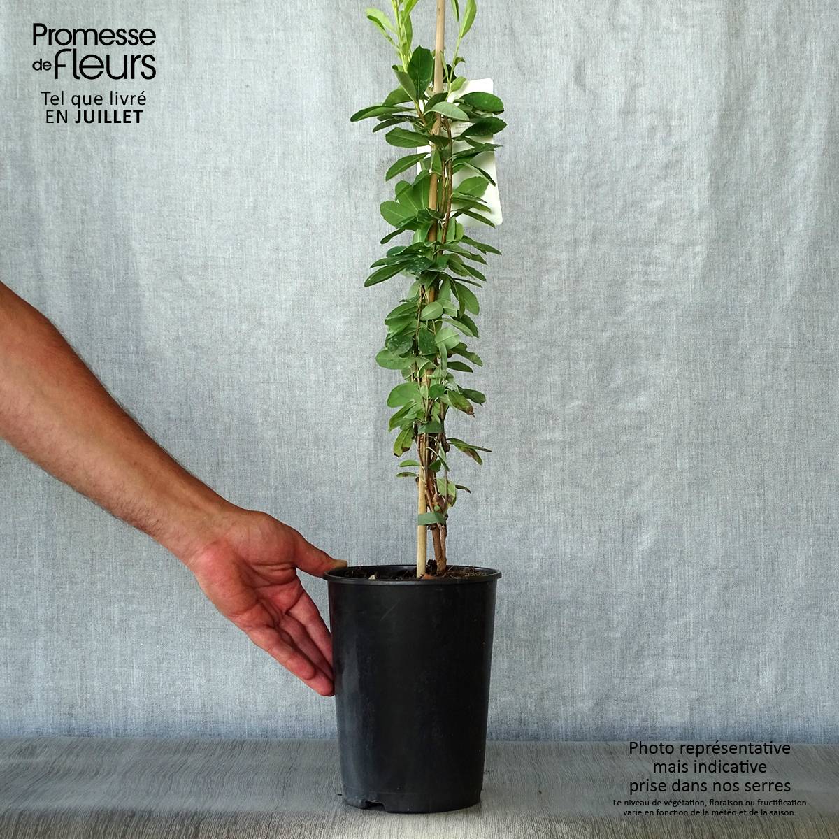 Exochorda x macrantha The Bride Pot de 2L/3L - Image 2