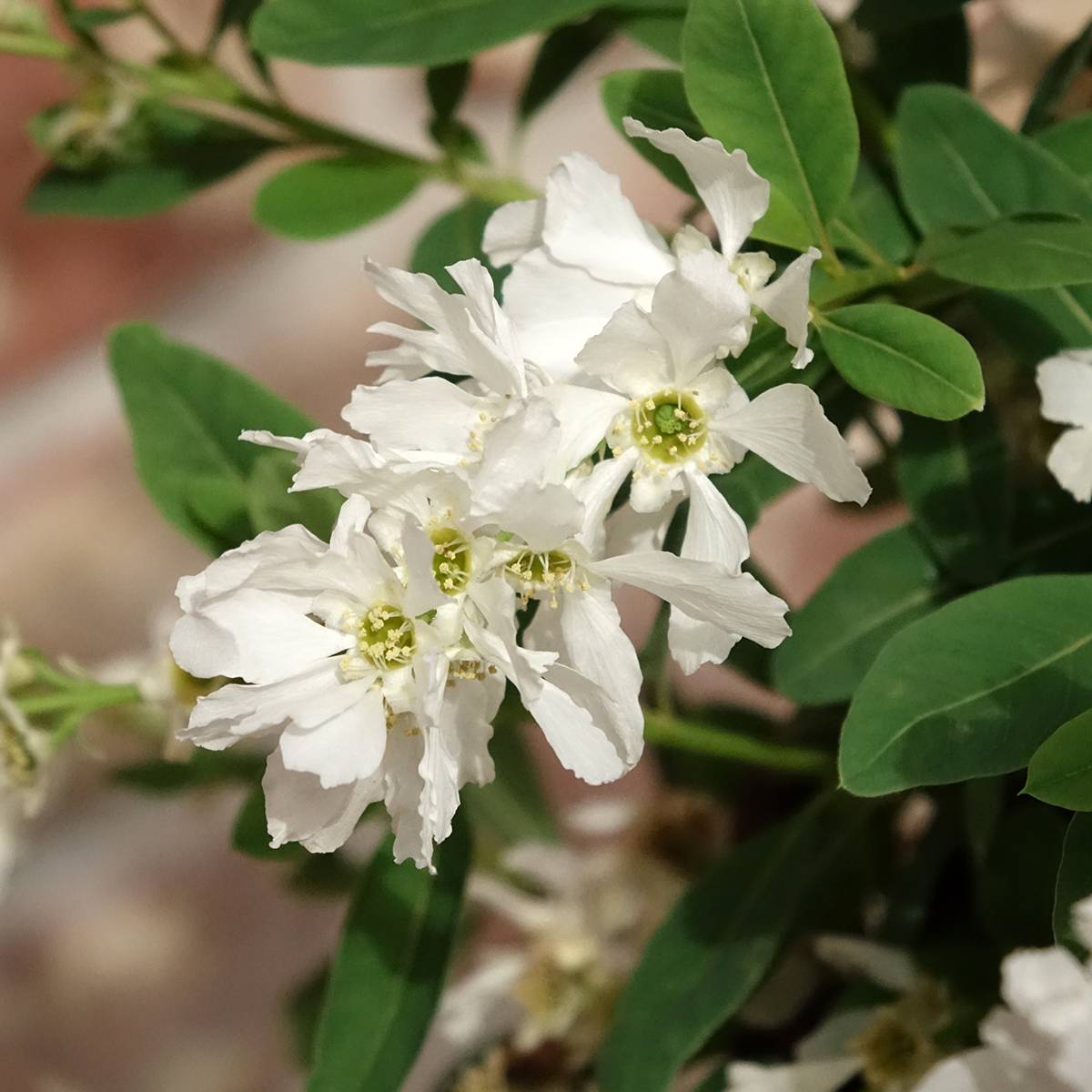 Exochorda x macrantha The Bride Pot de 2L/3L - Image 1